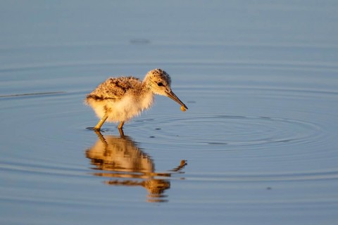 Pied Avocet (Recurvirostra avosetta) chick, Lesvos, Greece