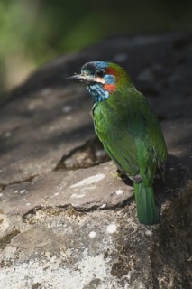 Blue-eared Barbet (Psilopogon duvaucelii cyanotis), Phitsalunok, Thailand
