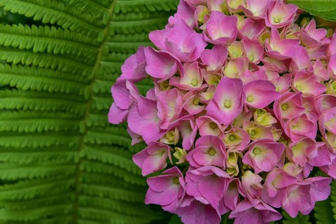 Hortensia (Hydrangea) and true ferns (Polypodiopsida, Syn. : Filicopsida, Pteridopsida), Bavaria,