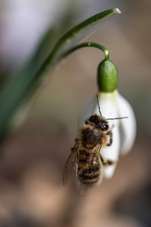 Snowdrop (Galanthus nivalis) with honeybee (Apis mellifera), Emsland, Lower Saxony, Germany