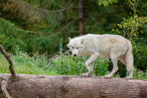 An Arctic wolf (Canis lupus arctos) stands on a fallen tree trunk