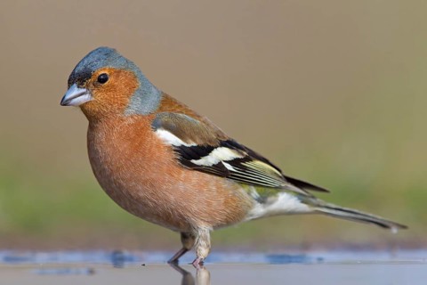 Chaffinch, (Fringilla coelebs), animals, birds, songbird, finch family, perch, biotope, habitat,
