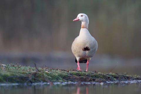 Egyptian Goose (Alopochen aegyptiaca), North Rhine-Westphalia, Germany