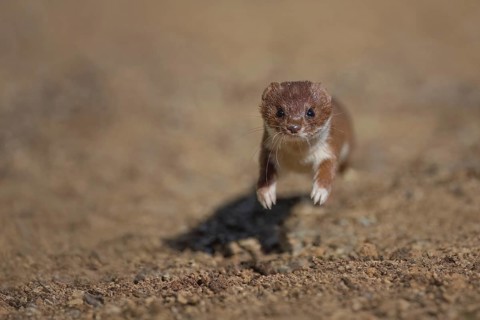 Common Weasel (Mustela nivalis) running and jumping, Castile-La Mancha, Spain