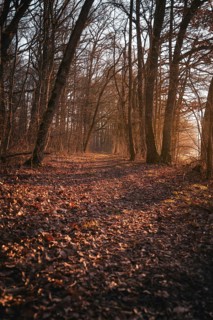 A lonely forest path is covered with brown leaves, Gechingen, district of Calw, Black Forest,
