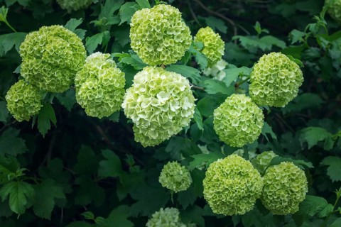 Eye-catching Viburnum buldenezh clusters thriving in a dense, leafy backdrop, their creamy green