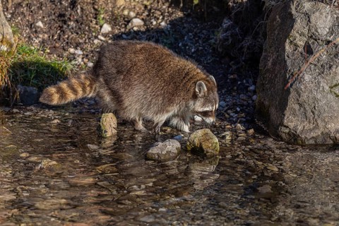 One Raccoon, Procyon lotor, looking for food between the pebbles in shallow water