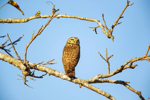 Burrowing owl (Speotyto cunicularia) Pantanal Brazil