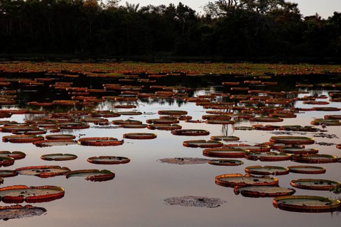 Giant water lily (Victoria amazonica) Pantanal Brazil