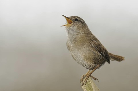 Eurasian Wren (Troglodytes troglodytes), North Rhine-Westphalia, Germany
