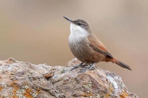 Crag Chilia (Ochetorhynchus melanurus) perched on a rock, Metropolitana, Chile