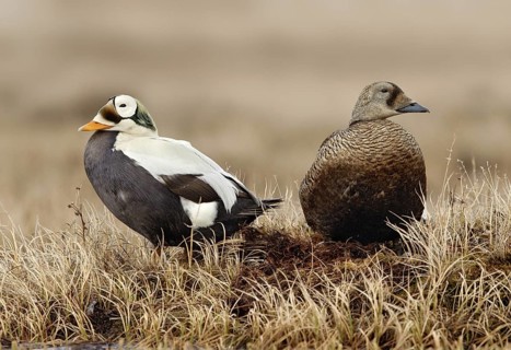 Spectacled Eider (Somateria fischeri), Alaska, USA
