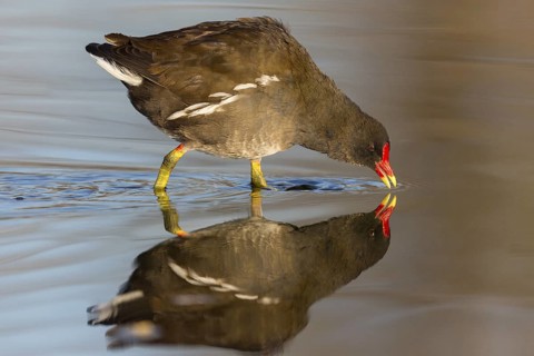 Moorhen, moorhen, moorhen, Gallinula chloropus, rail, rails, animals, birds, Rosensteinpark,