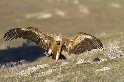 Griffon Vulture (Gyps fulvus) flying, Castile-La Mancha, Spain