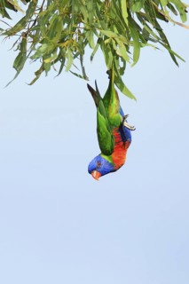 Rainbow Lorikeet (Trichoglossus moluccanus), Queensland, Australia