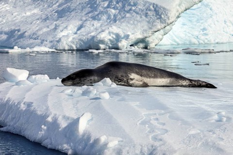 Seal on a snow island in the middle of a quiet, icy landscape, leopard seal (Hydrurga leptonyx) on