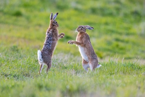 European hare (Lepus europaeus) Mating season Germany