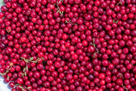 Lingonberry (Vaccinium vitis-idaea),  Germany
