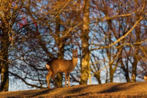 One male Roe Deer, (Capreolus capreolus), walks on a meadow at a forest edge