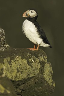 Atlantic Puffin (Fratercula arctica), Iceland