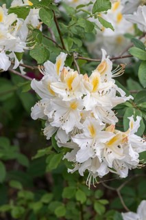 Knaphill azalea (Rhododendron 'Persil')
