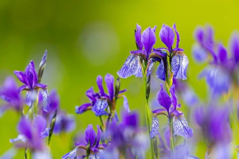 Siberian iris (Iris sibirica), Iris family (Iridaceae), Eriskircher Ried, Baden-Württemberg,