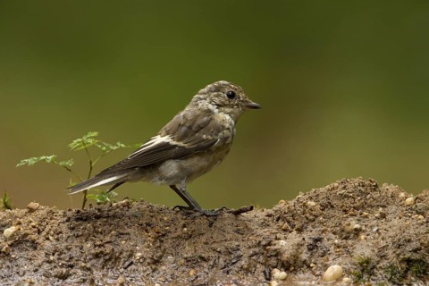 European Pied Flycatcher (Ficedula hypoleuca) juvenile, Utrecht, Netherlands