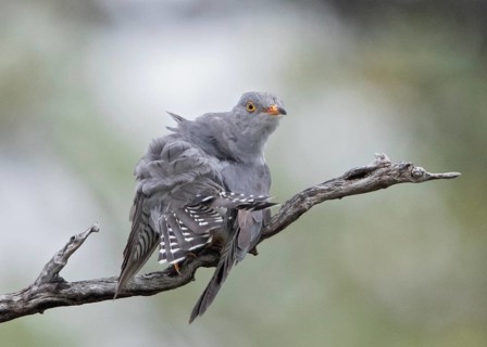African Cuckoo (Cuculus gularis) perched on a branch, Namibia