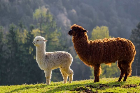 A brown female Alpaca (Vicugna pacos) and its white young stand on a green meadow . A forest is in