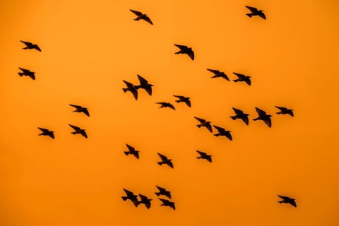 European starling murmuration, large flock of common starlings (Sturnus vulgaris) in flight