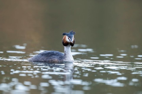 Great Crested Grebe (Podiceps Scalloped ribbonfish), Vulkaneifel, Rhineland-Palatinate, Germany