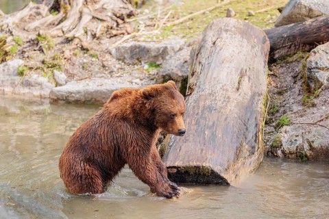 A young male brown bear (Ursus arctos arctos) plays in the water of a small stream