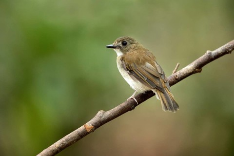 Grey-chested Jungle Flycatcher (Cyornis umbratilis) female perched on a branch, Johor, Malaysia
