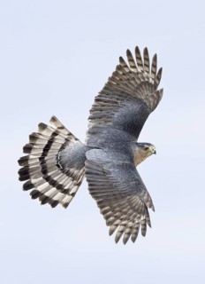 Cooper's Hawk (Accipiter cooperii) flying, Texas, USA