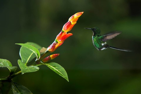 Green Thorntail (Discosura conversii) male flying and feeding on flower nectar, Pichincha, Ecuador