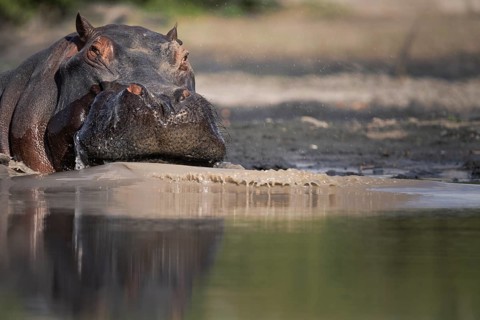 Hippo (Hippopotamus amphibius) portrait. Front view of the face and head. Adult animal pushes water