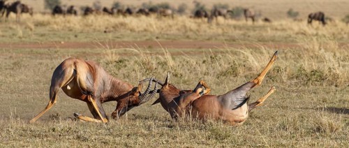 Fight between two Topi lei antelope bulls, Maasai Mara Game Reserve, Kenya
