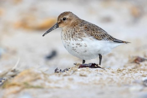 Animal, Animals, Bird, Birds, dunlin (Calidris alpina), Snipe bird, Heligoland, Schleswig-Holstein,