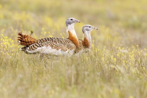 Great Bustard (Otis tarda) pair, Castile, Spain