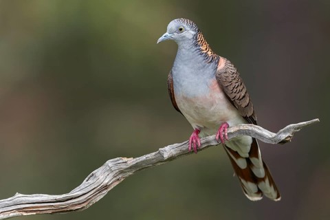 Bar-shouldered Dove (Geopelia humeralis) perched on a branch in eastern Australia