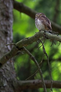 Eurasian Pygmy Owl (Glaucidium passerinum), Saxony, Germany