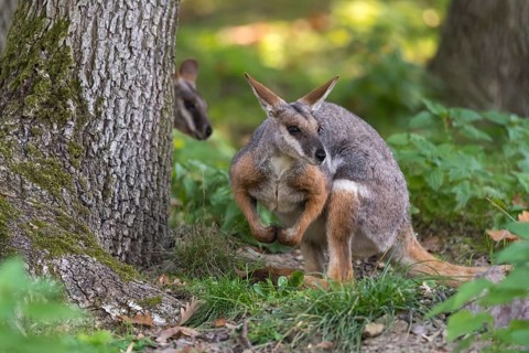 One yellow-footed rock-wallaby (Petrogale xanthopus), or ring-tailed wallaby sitting on grass