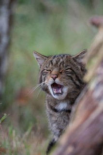 European or Scottish wildcat (Felis silvestris) adult animal yawning, United Kingdom