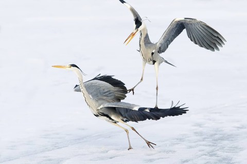 Grey Heron (Ardea cinerea) flying, Germany
