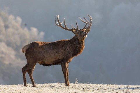 Red Deer (cervus elaphus) stag standing on a frosted meadow in winter, early morning sunlight.