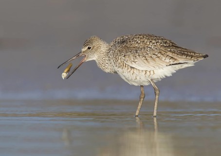 Willet (Tringa semipalmata), Florida, USA