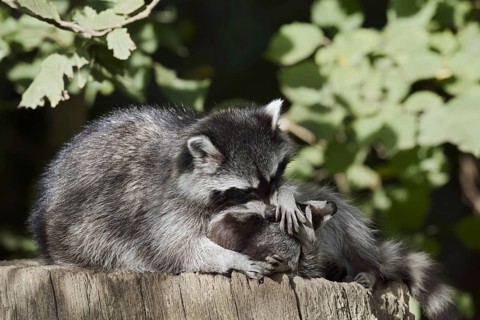 Raccoon (Procyon lotor) playing with young, North Rhine-Westphalia, Germany