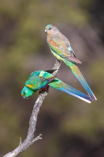 Mulga Parrot (Psephotellus varius) pair perched on a branch, Victoria, Australia