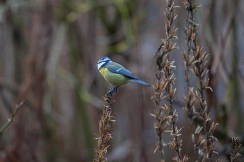 Great tit (Parus major) at the seed head of an evening primrose, Bavaria, Germany