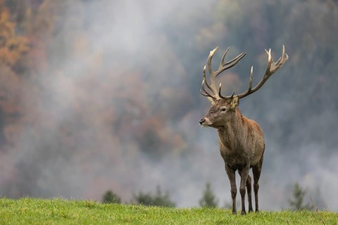 Red Deer buck at the end of the rutting season
